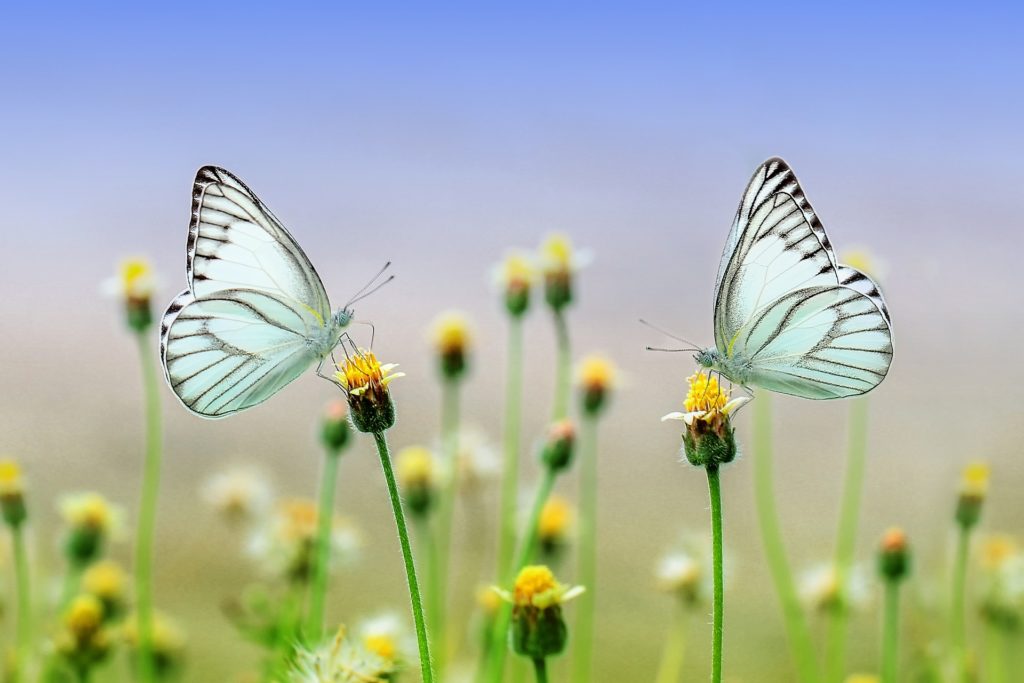 La meilleure version de soi  effet papillon thérapie symbolique